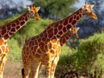 Kenya wildlife adventure vacation
