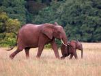 Gabon vacation