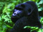 Private departure vacations to Uganda