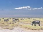 Tailormade safari in Kenya
