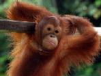 Orangutan volunteering in Borneo
