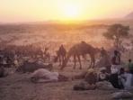 Pushkar Camel Fair tour in Rajasthan, India