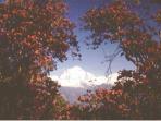 Annapurna trekking vacation, Rhododendron trek