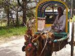 History, culture & wildlife of India vacation