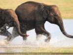 Wildlife vacation in Sri Lanka