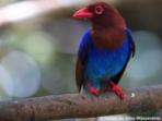 Sri Lanka bird watching vacation