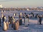 Antarctica & South Georgia icebreaker cruises
