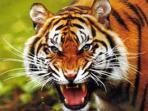Chitwan safari & rafting in Nepal