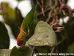 Sri Lanka nature & wildlife vacation