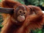Borneo Wildlife Volunteer Project