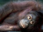 Family vacation to Borneo