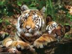 Tiger watching vacation in India