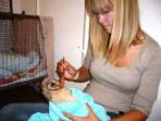 Volunteer at a wildlife sanctuary in South Africa