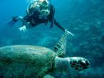 Diving in the Red Sea & Pyramid tour