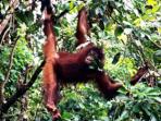 Borneo vacation, Land below the wind
