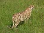 Kenya safari & beach vacation, tailormade