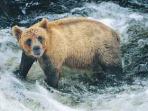 British Columbia bear watching cruise