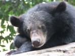 Volunteering with bears in Cambodia