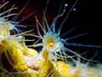 Liveaboard diving photography course, Greece