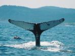 Newfoundland family whale watching vacation