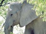 South Africa safari and Mauritius beach vacation