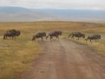 Masai Mara tour in Kenya
