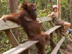 Orangutan photography in Borneo