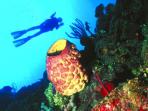 Scuba diving and tour in Cuba