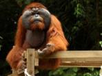Orangutan volunteering in Borneo and Malaysia