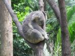 Queensland wildlife and adventure tours, Australia
