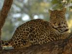 Zambia big cat safari