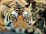 Tiger watching tours in India