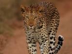 Endangered wildlife conservation in South Africa