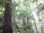 Bolivian Amazon wildlife tour