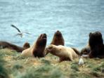 Falkland Islands holiday