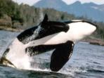 Vancouver Island wildlife tours, Canada