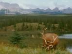 Rocky Mountains wildlife vacation in Canada