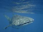 Ningaloo Reef whale shark snorkelling tours, Western Australia