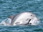 Swim with dolphins in Koombana Bay, Western Australia