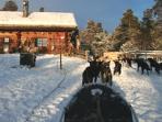 Husky safari in Norway