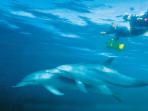 Swim with wild dolphins, Perth, Western Australia