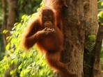 Orangutan conservation vacation in Borneo