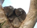 Koala conservation in Australia 