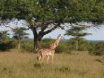 Tanzania wildlife tracking vacation