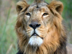 Gujarat vacations, Asiatic Lions, Blackbuck & Wild Asses