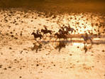 Horse trekking safari in Botswana