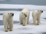 Polar bear watching tour in Canada