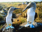 Galapagos wildlife cruise