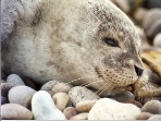 Scotland wildlife and marine conservation vacation