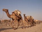 Danakil Depression in Djibouti vacation, Ethiopia